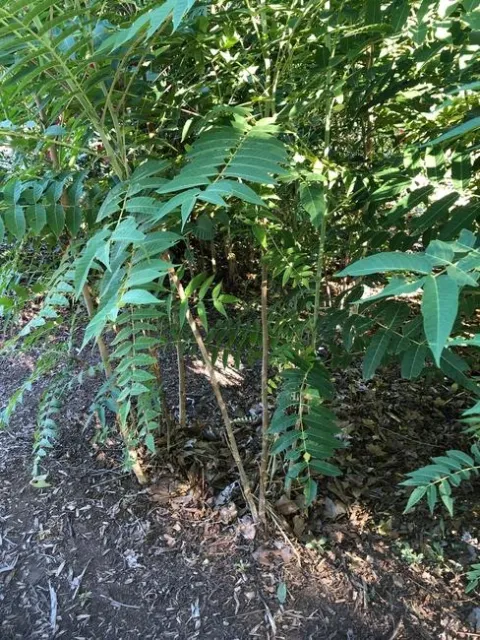 A collection of thin light brown and light green trunks with branches full of long deep green leaves