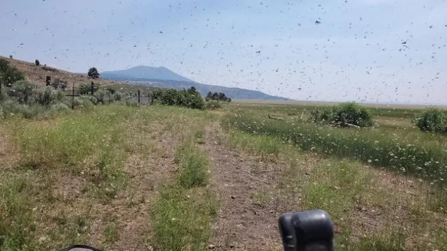 Grasshoppers fly in front of tractor