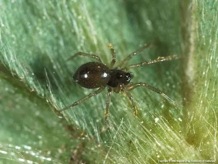 Photo of a Dwarf Spider