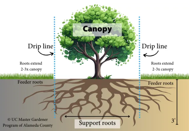 Diagram showing location of roots to demonstrate best watering practices