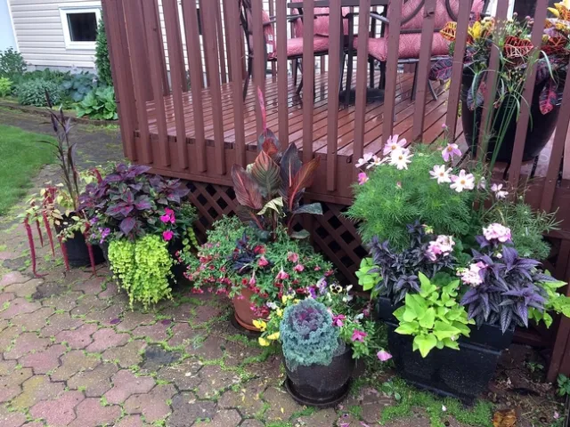 Container gardens require careful attention to irrigation in the Fresno County climate. Don't neglect them even as the weather cools.(Photo: Wikimedia Commons)