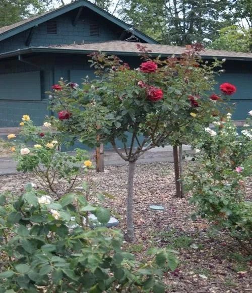 Rose Corral September 2024