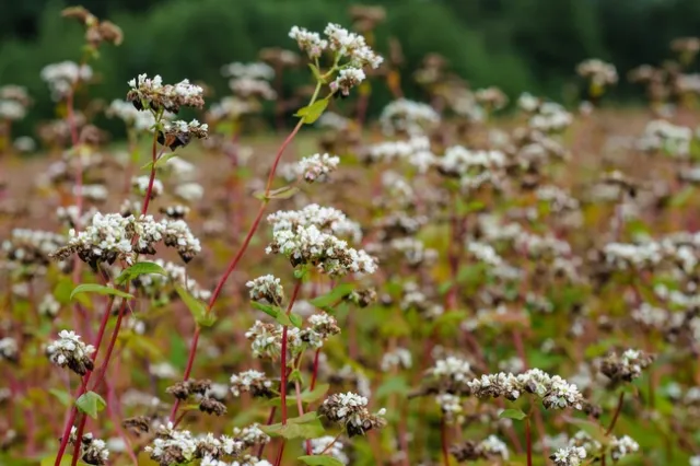 Buckwheat