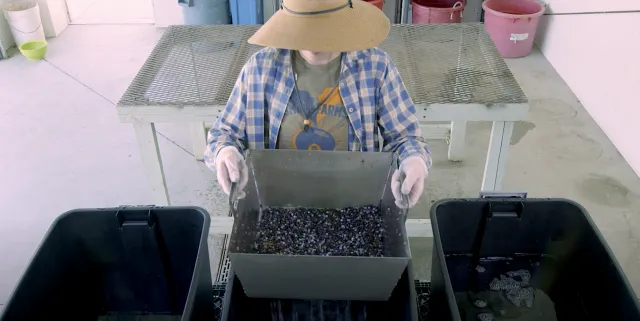 Ilustración 5. Un triple lavado por inmersión en tanque usa tinas secuenciales para retirar residuos, desinfectar y enjuagar las bayas de saúco.