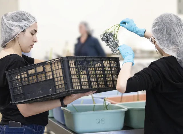 Ilustración 1. Los productores y procesadores de bayas de saúco deben tomar las precauciones necesarias para minimizar el riesgo de contaminación.