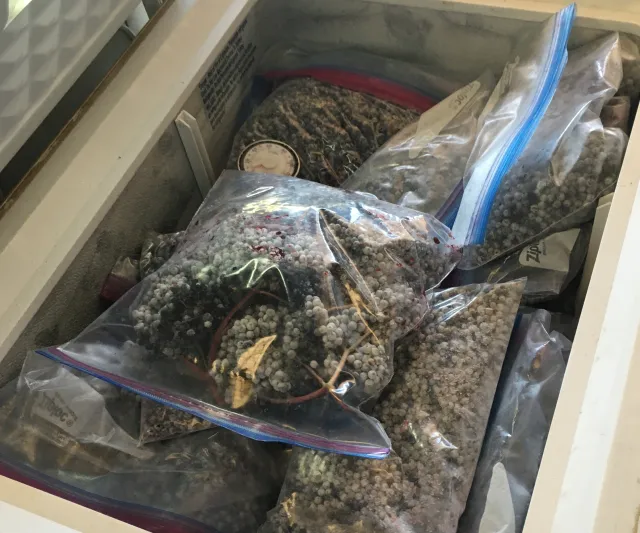 Ilustración 2. Use material apropiado para empaquetar y almacenar las bayas de saúco para proteger su sabor, color, humedad y valor nutritivo.