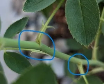 bud union on leaflet picture by D DiNoto