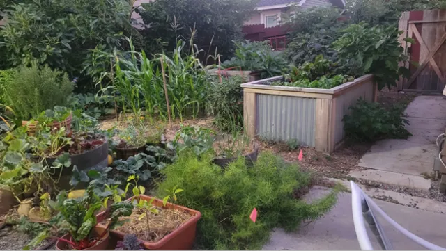 Raised beds with various vegetable crops in a backyard.