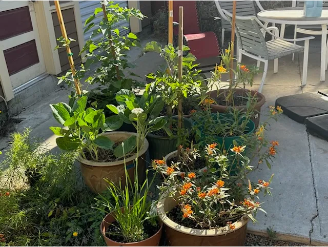 Pots in a backyard with plants growing in them.