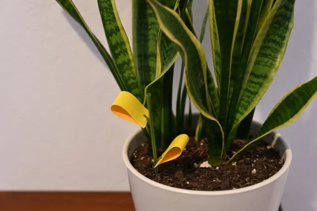 Yellow sticky traps in a potted houseplant can help monitor for fungus gnats. (Photo: Krystle Hickman, UC IPM)