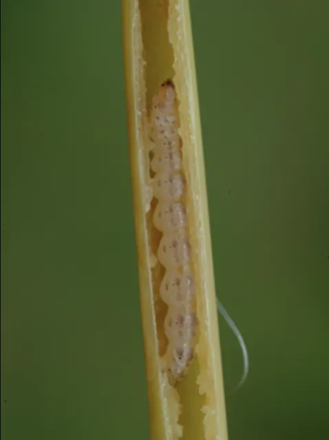 An insect larva is visible inside a stem of rice