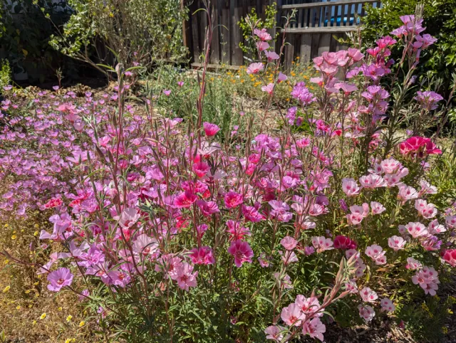 Farewell-to-spring (foreground), ruby chalice clarkia (left)