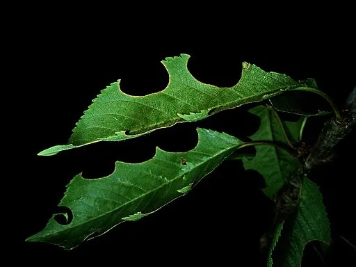 Circular cutouts on leaf made by a leafcutter bee (Wikimedia)