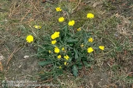 Photo of common catsear