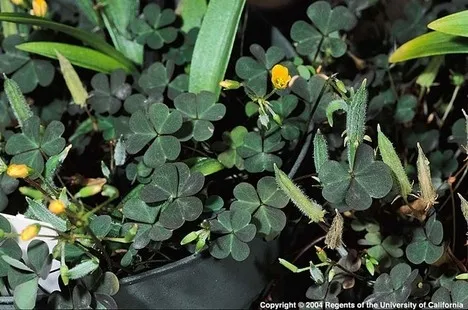 Photo of creeping woodsorrel