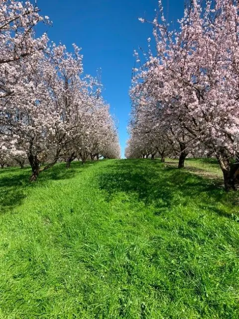 El reporte “Los cultivos de cobertura en la era de SGMA” contiene una revisión de literatura, un análisis de políticas y recomendaciones referentes al impacto del agua en las prácticas de cultivos de cobertura en el Valle Central de California bajo SGMA.