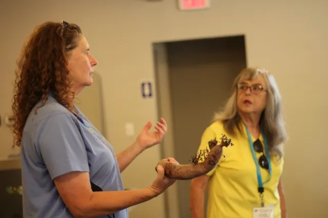 Heather Hafner, UC Master Gardener of Orange County, shares tips for growing sweet potato.