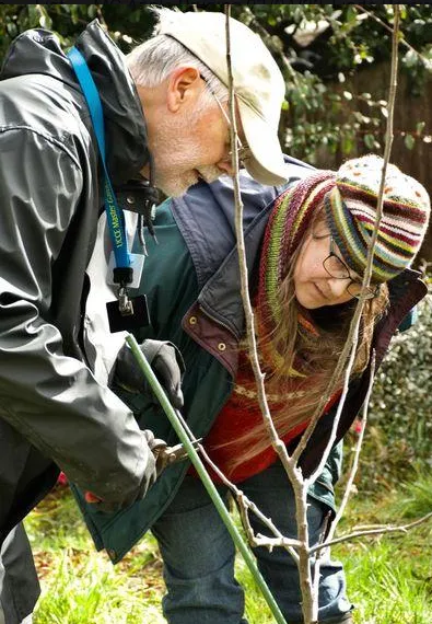 A man and a woman pruning a young apple tree.