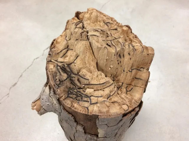 Sycamore branch with the tunnel 