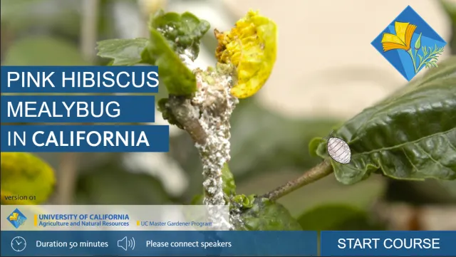 Cover of the Pink Hibiscus Mealybug Module