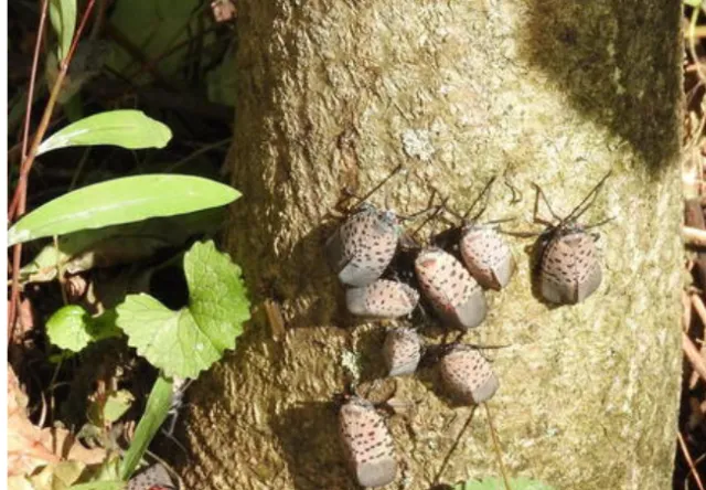 Spotted Lanternfly insect on bark of Tree of Heaven trunk