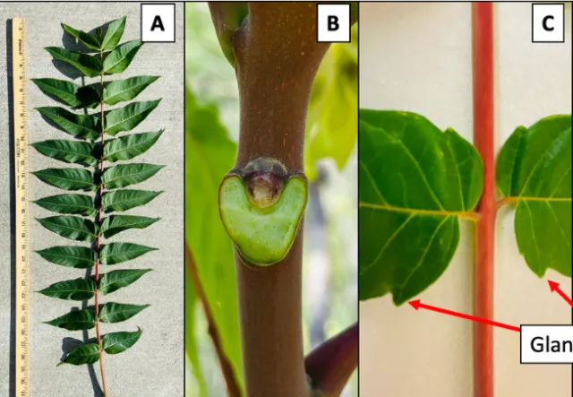 Tree of Heaven, ID Tips, by Cindy Kron, UCIPM
