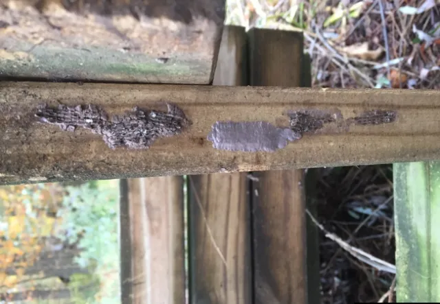 SLF Eggs, various stages, Emelie Swackhamer, Penn State University, Bugwood.org design (6)