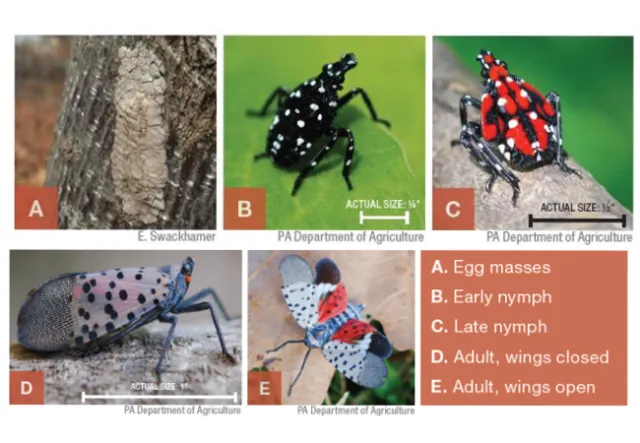 Collage, Eggs, Young and Adults, UC IPM