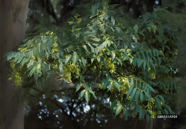 Tree of Heaven in flower