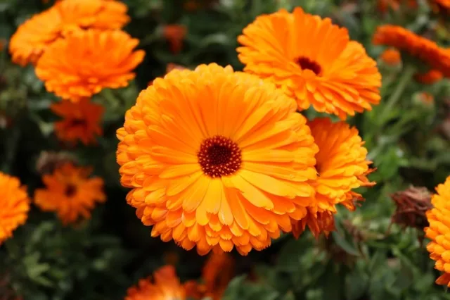 Not only are Calendulas beautiful, they are known as 'poor man's saffron.se fresh' Use fresh or dried petals to get the same taste and color as saffron in rice and stews.(Photo: Pixabay)
