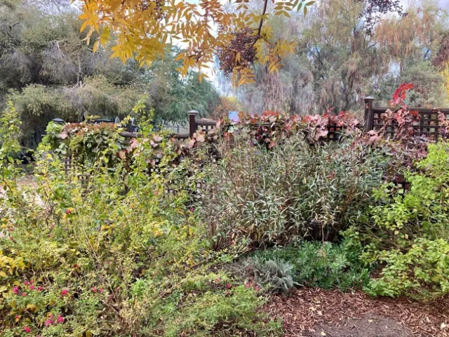 A winter garden has its own quiet appeal. This serene corner is at the Clovis Botanical Garden. (Photo: Jeannette Warnert)