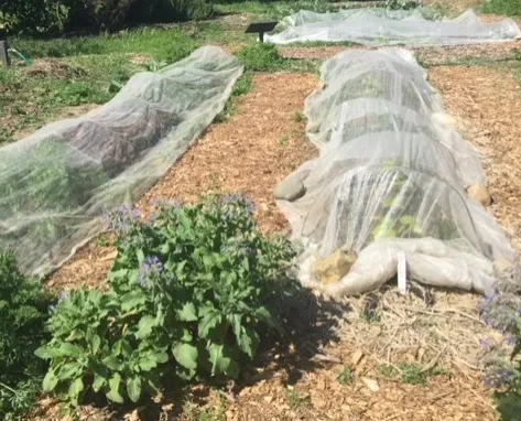 White mesh fabric covering a bed of plants.