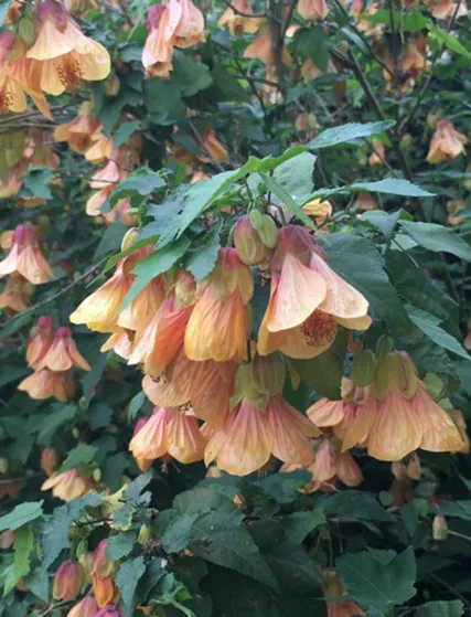 Abutilon ‘Halo’
