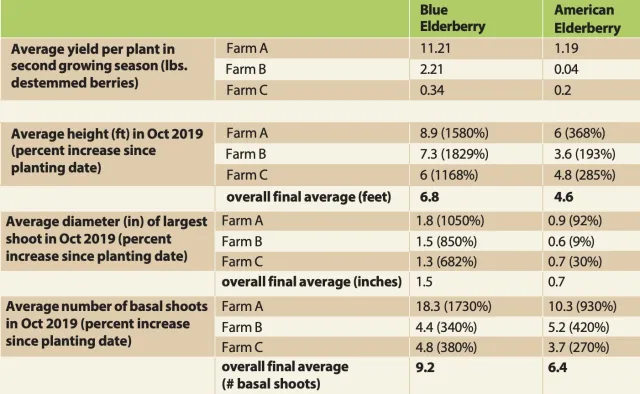 Blue elderberry and American elderberry growth comparison