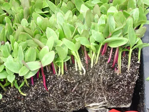 Radish makes a tasty Microgreen in Salads- Courtesy UofFlorida Food&Agriculture