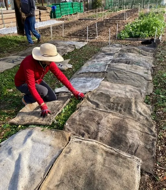 Burlap Bags to cover soil