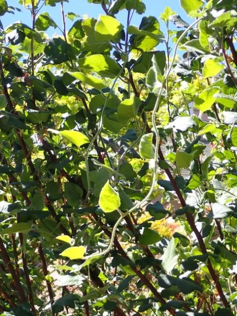 Pipevine in gooseberry, April