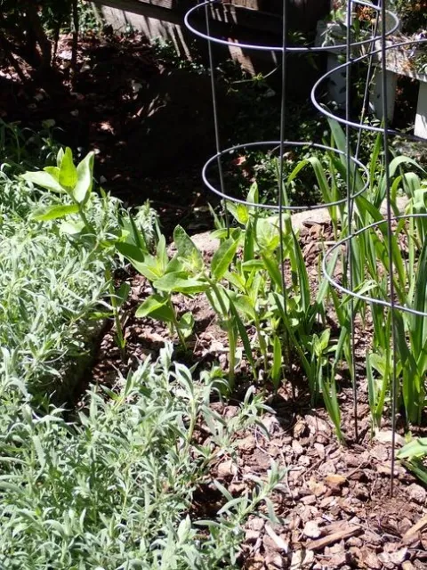 CA fuchsia overrunning milkweed bed, April