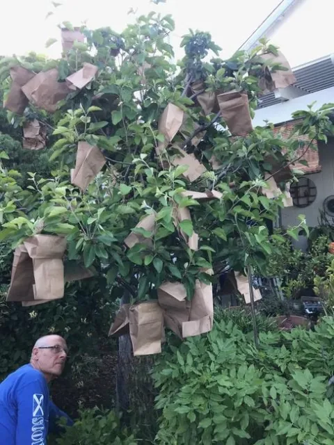 Crabapple after bagging.