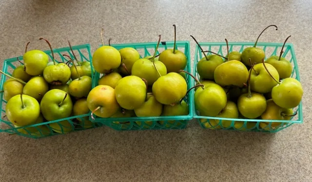 Crabapple harvest. Photos by Karen Metz