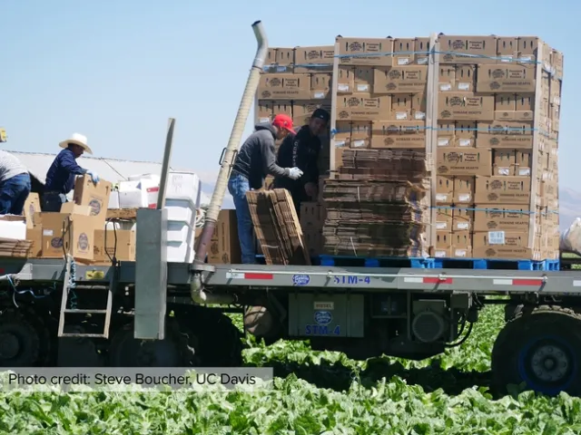 Workers move cardboard boxes on the back of flatbed trucks in a lettuce field