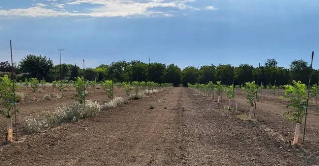 Photo of control plots that received no wood chip application (left) and plots that were treated with spread chips (right)