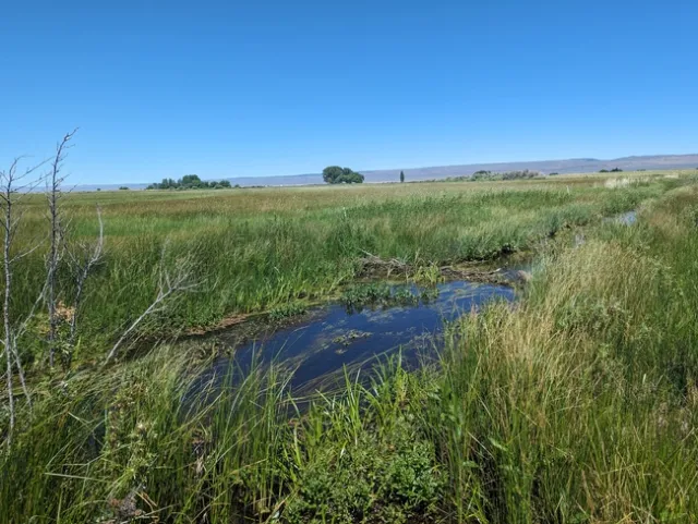 A beaver dam in a creek with mountains in the distance