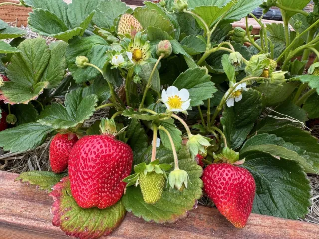 Albion strawberries.