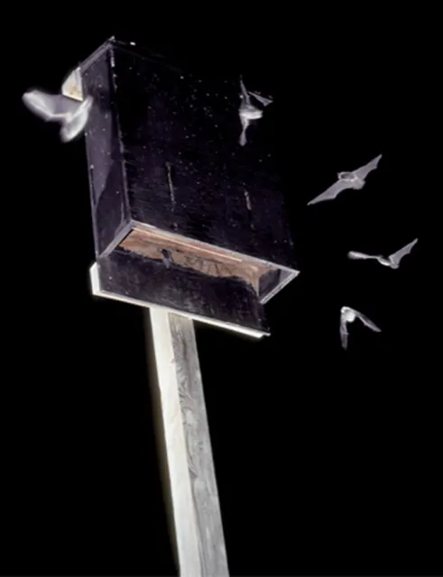 Bat Box