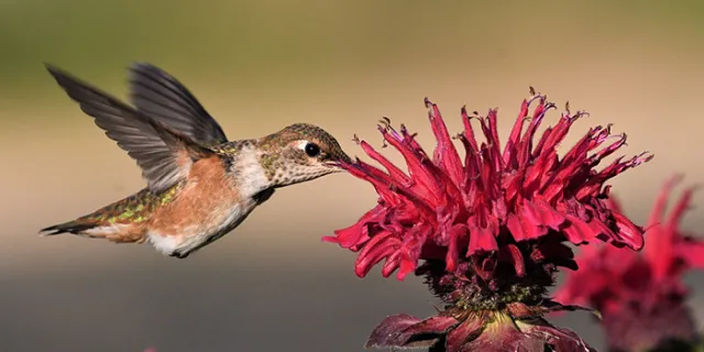 hummingbird