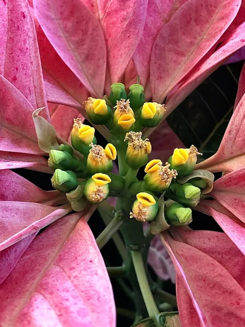 The base of many pink petal shapes leaves attached around a cluster of green and yellow flowers. The green flowers look like round beads with a line on the top and the yellow flowers have some tanish string like masses at the top and a yellow mouth shaped opening on the side.