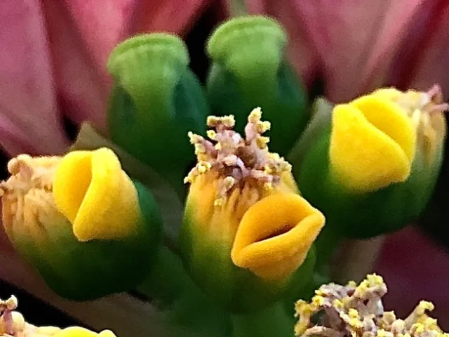 Five spherical shapes. There are 2 in the background are all green and have a closed slit at the top. The 3 in the front have a yellow top that is split into 2 section- one section is covered in a tan hair and the other is split into 2 pieces resembling a mouth.