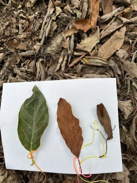 avocado leaf decopose stages