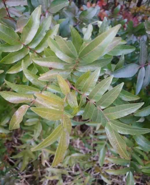 Mt. Atlas Mastic. Photo by Michelle Schlegel